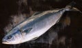 Mackerel - big raw sea fish Royalty Free Stock Photo