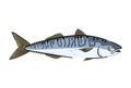 Mackerel. Commercial seafood fish. Isolated design element. Vector illustration