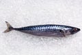 Mackerel on crushed ice Royalty Free Stock Photo