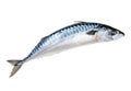 Mackerel fish Royalty Free Stock Photo