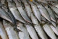 Mackerel Fish Royalty Free Stock Photo