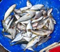 Mackerel fish