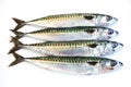 Mackerel fish Royalty Free Stock Photo