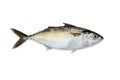 Mackerel fish Royalty Free Stock Photo