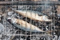 Mackerel fish fresh and tasty grilled on fire at garden party Royalty Free Stock Photo