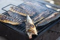 Mackerel fish on grill, healthy food prepared outdoor at barbecue