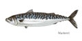 Mackerel fish hand drawn realistic illustration Royalty Free Stock Photo