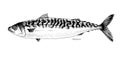 Mackerel fish hand drawn realistic illustration Royalty Free Stock Photo