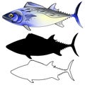 Mackerel Fish Illustration