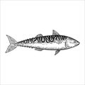 Mackerel fish. Isolated design element. Vector illustration in black and white engraving style Royalty Free Stock Photo