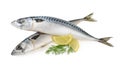 Mackerel fish isolated Royalty Free Stock Photo