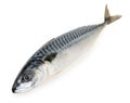 Mackerel fish isolated Royalty Free Stock Photo