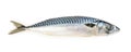 Mackerel fish isolated Royalty Free Stock Photo