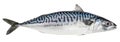 Mackerel fish isolated on white background. Fresh seafood Royalty Free Stock Photo