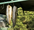 Mackerel fish in the marinade sags before being smoked over a hot fire. The process of cooking hot smoked mackerel