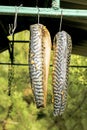 Mackerel fish in the marinade sags before being smoked over a hot fire. The process of cooking hot smoked mackerel