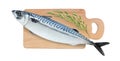 Mackerel fish raw with sprig of rosemary on cutting board isolated on a white background with clipping path. Top view Royalty Free Stock Photo