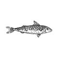 mackerel fish sketch hand drawn vector Royalty Free Stock Photo