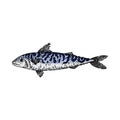 mackerel fish sketch hand drawn vector Royalty Free Stock Photo
