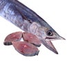Mackerel fish