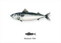 Mackerel fish watercolor sketch line art. vector illustration