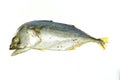 Mackerel Royalty Free Stock Photo