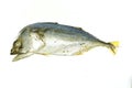 Mackerel