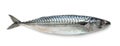 Mackerel Royalty Free Stock Photo