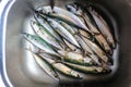Mackerel Royalty Free Stock Photo