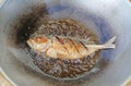 Mackerel fried in frying pan Royalty Free Stock Photo