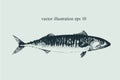 Mackerel. Hand drawn retro vector illustration. Fish silhouette