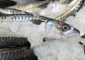 Mackerel on ice Royalty Free Stock Photo