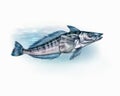 The mackerel icefish Champsocephalus gunnari