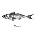 Mackerel with inscription, hand drawn doodle sketch, isolated vector illustration Royalty Free Stock Photo