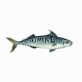 Mackerel isolated on white background. Clip art for design, menu and education material.