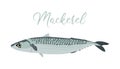 Mackerel isolated on white background. Vector illustration of fresh fish in a simple flat style