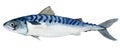 Mackerel isolated on white, watercolor illustration Royalty Free Stock Photo