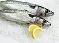 Mackerel with Lemon, scomber scombrus, Fresh Fishes on Ice Royalty Free Stock Photo