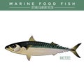 Mackerel. Marine Food Fish