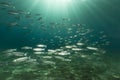 Mackerel and mullets in the Red Sea. Royalty Free Stock Photo