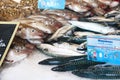 Mackerel and other fish at the fish market