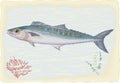 Mackerel