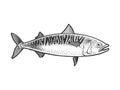 Mackerel scomber fish sketch vector illustration Royalty Free Stock Photo