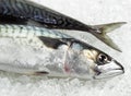 Mackerel, scomber scombrus, Fresh Fish on Ice Royalty Free Stock Photo
