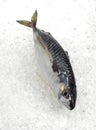 Mackerel, scomber scombrus, Fresh Fish on Ice Royalty Free Stock Photo