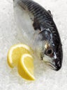 Mackerel, scomber scombrus, Fresh Fish with Lemon on Ice Royalty Free Stock Photo