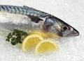Mackerel, scomber scombrus, Fresh Fish with Lemon and Parsley on Ice Royalty Free Stock Photo