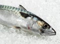 Mackerel, scomber scombrus, Fresh Fishes on Ice Royalty Free Stock Photo