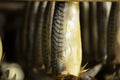Smoked mackerel close-up. Royalty Free Stock Photo