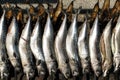 Mackerel on a spit Royalty Free Stock Photo